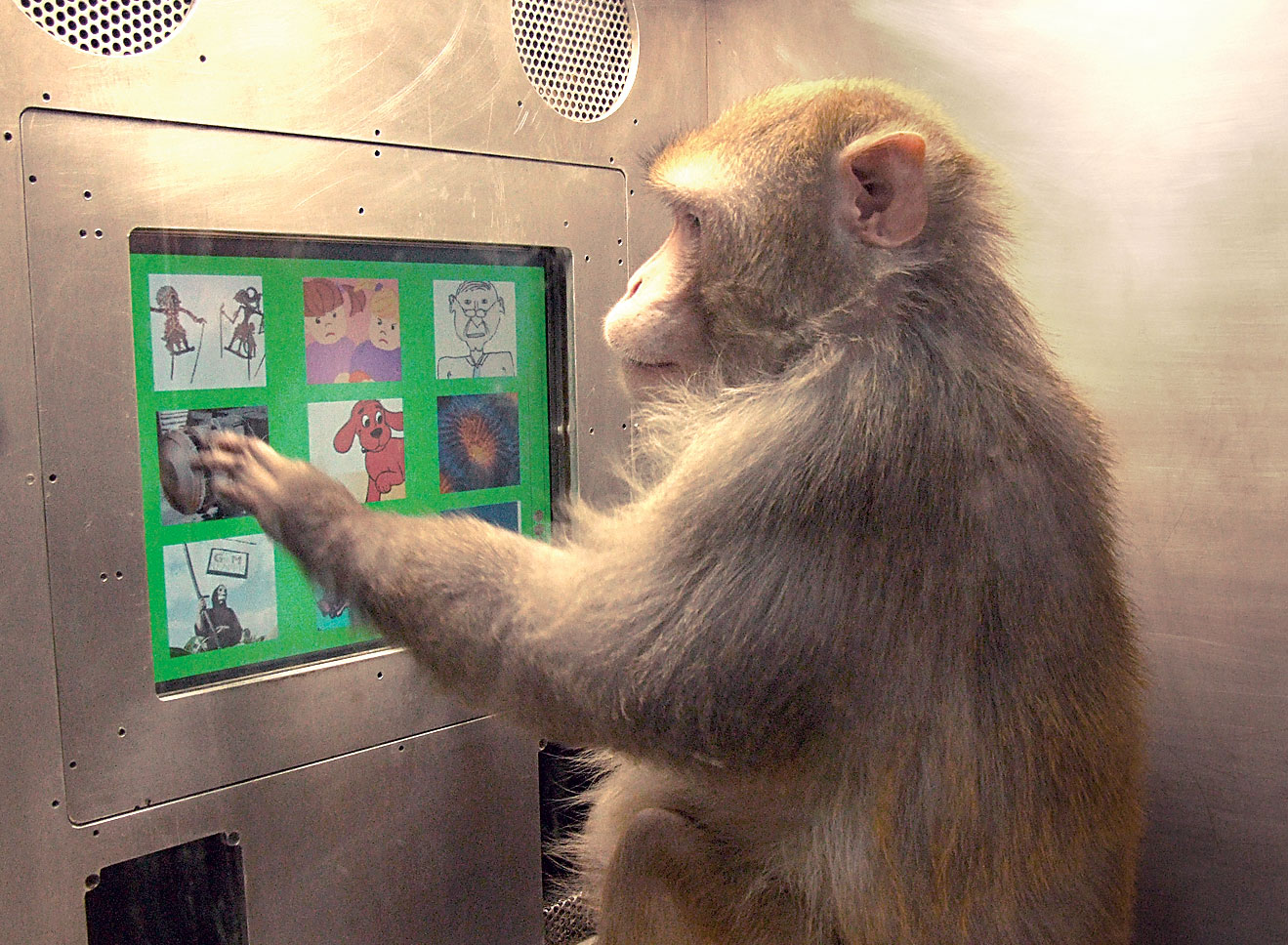 Primate cognitive research